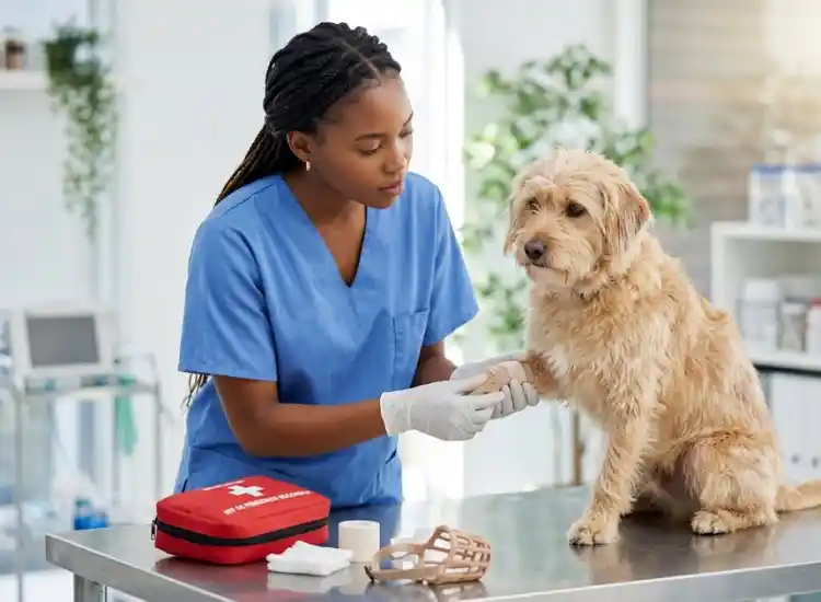 primeiros socorros para cachorro